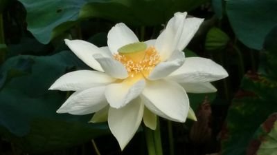 お芝居、美術展、本読み好きです。日々てれてれぼや～っと生きてます。