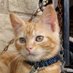 JonestheCatinAlien (@shizbala2112) Twitter profile photo JonestheCatinAlien (@shizbala2112) Twitter profile photo