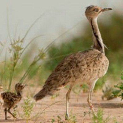 birds trading ツ UAE| (@uae_birds) | Twitter