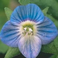 Nasce in memoria di Veronica l'associazione Veronica Marina Pellitteri ONLUS costituita con la volontà di perseguire le cause che più le stavano a cuore.