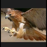 الصقر الجريح (@ghassannadm) 's Twitter Profile