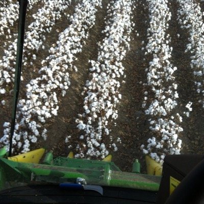 BidgeeCotton's profile picture. Picking cotton in the Carrathool, Walgett, Brewarrina and Bourke Regions.

CP770 x 2
CP690
7760 x3 
admin@bidgeecotton.com.au