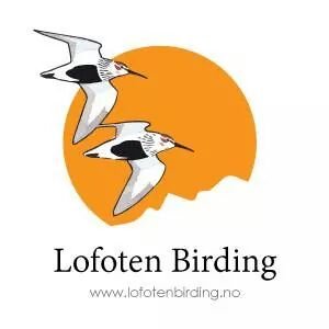 About birds in Lofoten and Norway