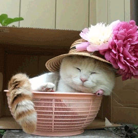 mikomai's profile picture. 古建築fanです。#神社 #寺院 #古民家
 #温泉 #伝統工芸 #YouTube