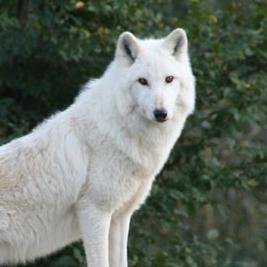 Love_For_Amit's profile picture. 