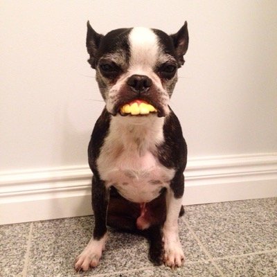 therealstinkeye's profile picture. Rufus the real stink eye Boston Terrier showing some of his best stink for twitter!