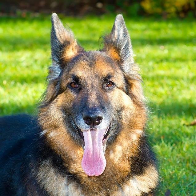 http://t.co/KYRXKfEp0J is a free website resource with information about dog supplies. Check out our website for all your dog supplies and dog accessories.