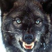 Deman__13's profile picture. 