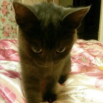 Doctortibibo's profile picture. 