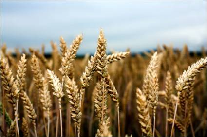 AgDatasci's profile picture. Plant Science | Data Science | Genomics           #Rstats #datascience