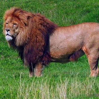 مصرى يحب بلده وبكره اللى يكرها