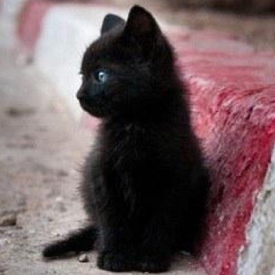 みんなテキトーにフォローしてってまーす♡♡♡
動物の画像とかあげていくよー  ボカロとかも好きだからたくさんお話しよー！ いいツイートはRTしてねー♡