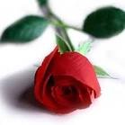@Kara___Sevda