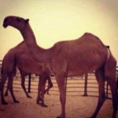 أخبار حصرية أخبار أهل الإبل آخر المشتريات بيع تسويق عروض نستقبل جميع العروض
