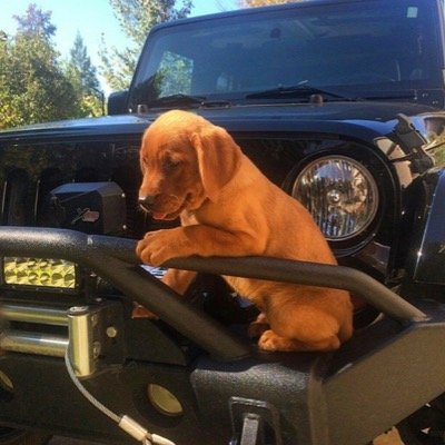 Mention @jeepindogs for a Retweet.  Cant retweet private accounts. https://t.co/3EILceELSm