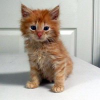 Sarges Animal Rescue (@friendsofsarge) 's Twitter Profile