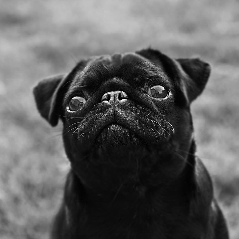Photographer based on Norfolk/Suffolk border specialising in Pet photography.