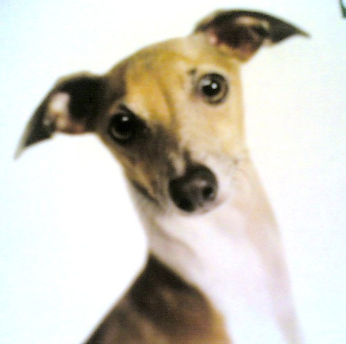 Adoption of Italian Greyhounds, Whippets and Salukis