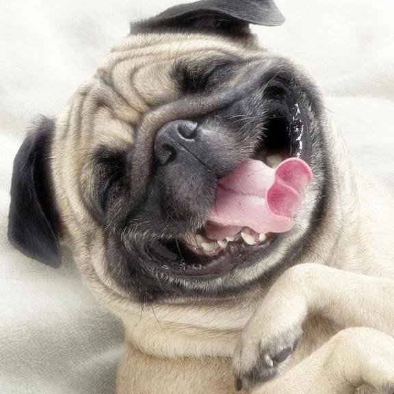 deatheagle4c4's profile picture. I suck on Ice like Icicles