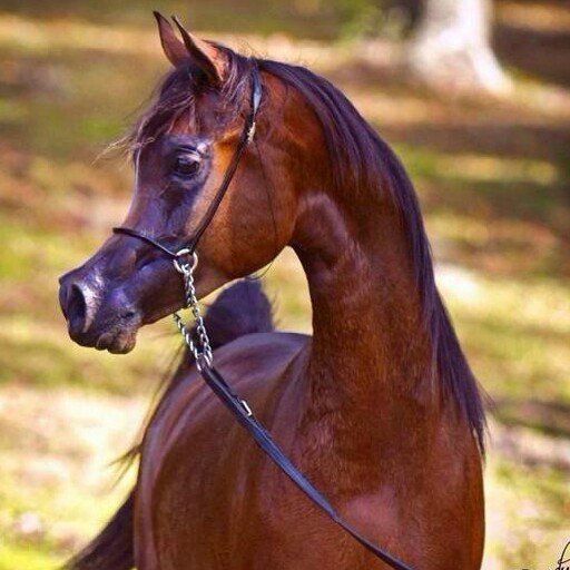 3zf_55's profile picture. ‏متذوق للشعر انقل لكم مايرضي ذائقتي ولدي محاولات شعرية قد تكتمل يوماً ما.