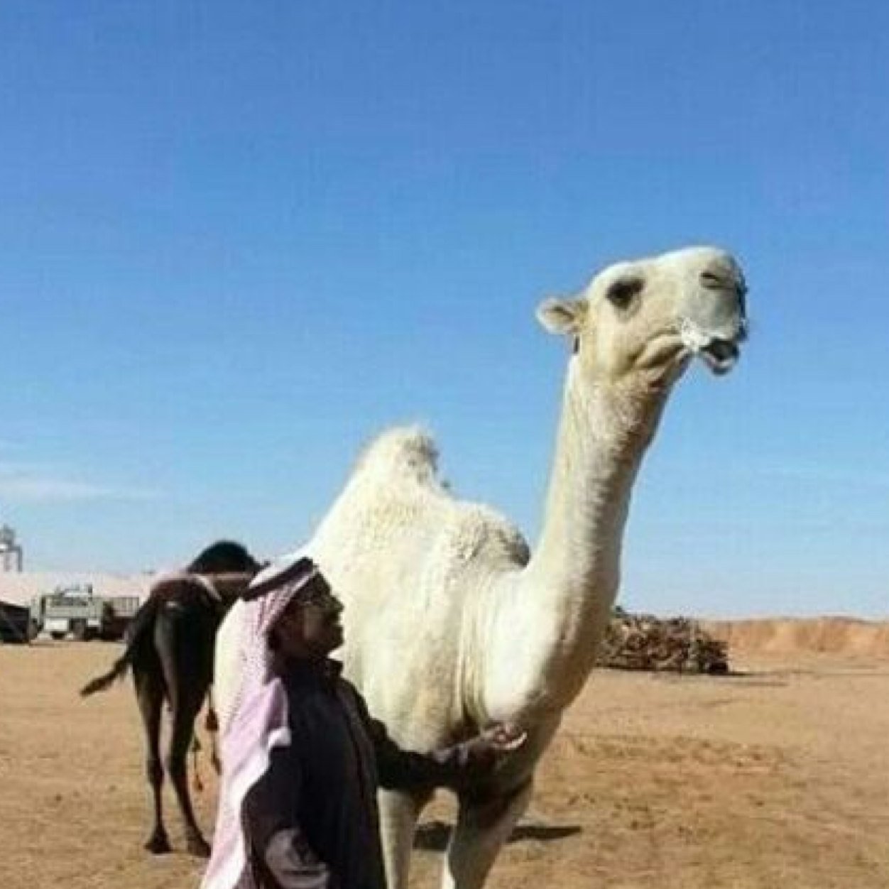 عزم الرجل ما يظهر الا عند زرقات السهوم...والا السعة حتى الهنوف تهوش دون اخوانها.