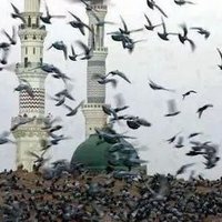 عاشق المصطفى ﷺ (@tariq3000_obaid) 's Twitter Profile