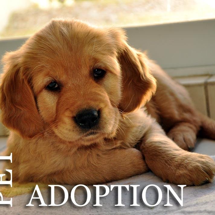 Pet Adoption Company