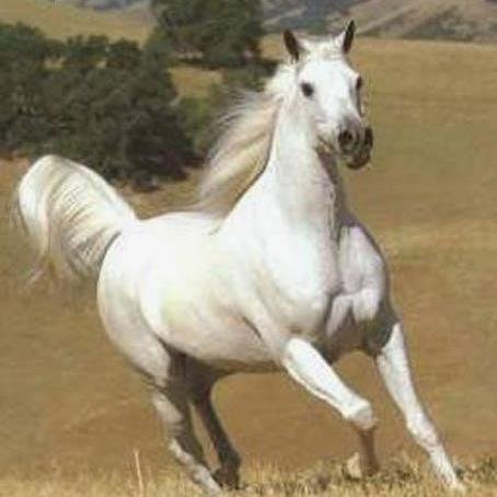 باحث