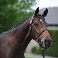 Mount Eaton Stud(@MountEatonStud) 's Twitter Profileg