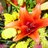 lisar1167's profile image