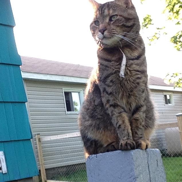 My Name is Friskie i am a cat named after @Friskies food, i am the kitty mommy of @Rylandthecat and @TygerTyTheCat