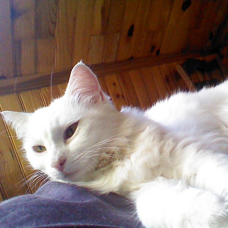 Je suis le chat de Marie (@maguiki49). Je RT & FAV tous les tweets avec #MaguiCat ! ou/et qui mentionne @maguiki49.