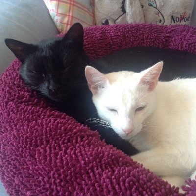 Charly (schwarz, 8 Jahre) und Nevado (weiß, 6 Jahre), geboren auf Lanzarote und nun im feuchten Rheinland glücklich