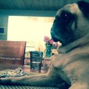 Ella Morales - @HellaElla831 - Twitter