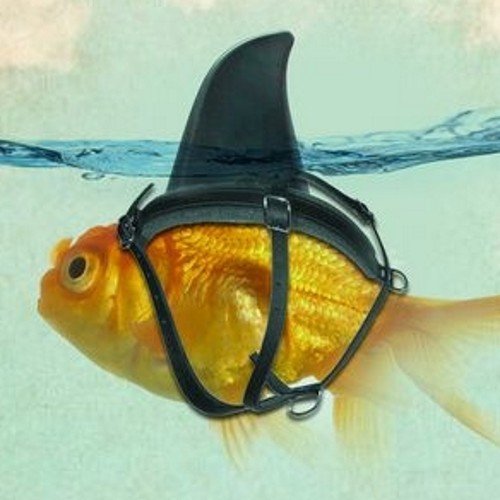 selsa_n_joe's profile picture. 