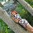 sarawilliams218's profile image