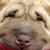 Look! Funny Photos (@habejinubato) Twitter profile photo
