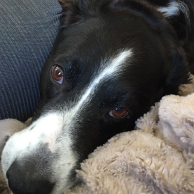 gigaCello's profile picture. #gigatownnsn tweeter