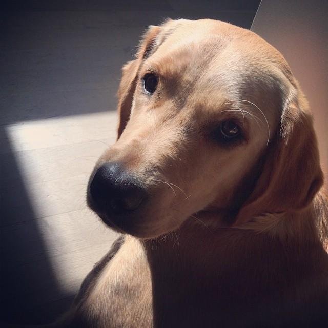 I’m a career-changed Guide Dog puppy! @veronica and @ryan are my family.
