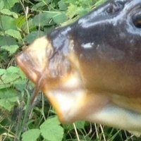 Bernie Loftus (@bigmirrors) 's Twitter Profile