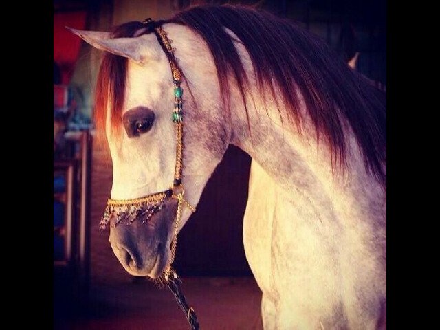 Nhoosh_1's profile picture. _