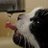 ningtabaram1974's profile image