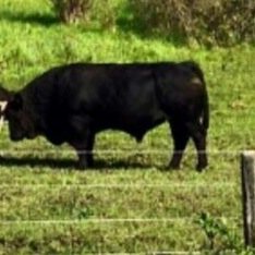 CockerillHarley's profile picture. farming is life