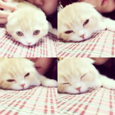 7月3日生まれの垂れ耳スコティッシュフォールドのめいです☻のんびりきままに…