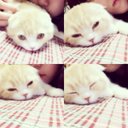 猫のめい。 (@0703ndmei) Twitter