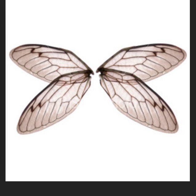 addindigo's profile picture. 