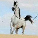 Mohammed Almansour (@0531136113) Twitter
