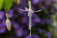 KayoVoss's profile picture. 英国法人e-waldorf international ltd CEO。シュタイナー教育教材制作。ロンドン在住。二児の母。数学教師。