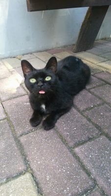 黒ウィズ専用垢                                                       なの/５段/level105。微課金勢。アニメと携帯アプリで生きてます。大学の黒猫にゃ～