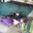 Allie MW